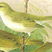 Eastern Bonelli's Warbler